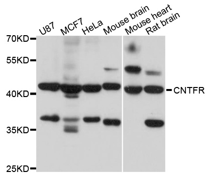 CNTFR Antibody - Western blot analysis of extracts of various cell lines.
