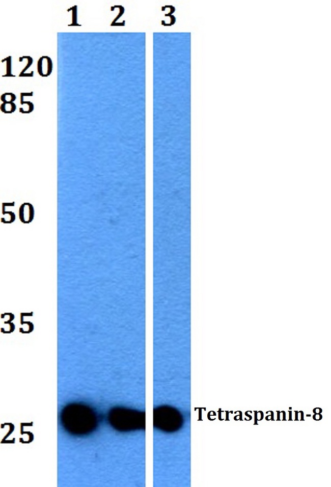 CO-029 / TSPAN8 Antibody - Western Blot (WB) analysis of LS-B13071 at 1:500 dilution. Lane 1: A549 whole cell lysate. Lane 2: NIH-3T3 whole cell lysate. Lane 3: PC12 whole cell lysate.