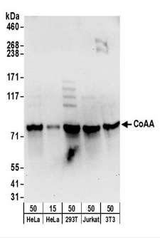 COAA / RBM14 Antibody - Detection of Human and Mouse CoAA by Western Blot. Samples: Whole cell lysate from HeLa (15 and 50 ug), 293T (50 ug), Jurkat (50 ug), and mouse NIH3T3 (50 ug) cells. Antibodies: Affinity purified rabbit anti-CoAA antibody used for WB at 0.1 ug/ml. Detection: Chemiluminescence with an exposure time of 30 seconds.