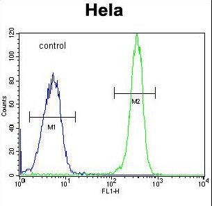 COL4A2 / Collagen IV Alpha2 Antibody - COL4A2 Antibody flow cytometry of HeLa cells (right histogram) compared to a negative control cell (left histogram). FITC-conjugated goat-anti-rabbit secondary antibodies were used for the analysis.