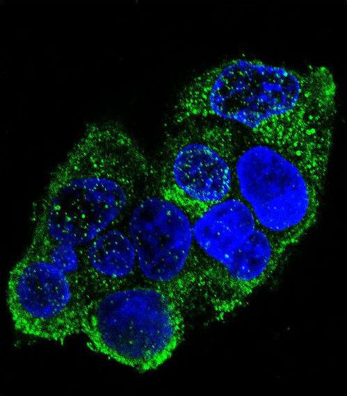 COL8A2 / Collagen VIII Antibody - Confocal immunofluorescence of COL8A2 Antibody with HepG2 cell followed by Alexa Fluor 488-conjugated goat anti-rabbit lgG (green). DAPI was used to stain the cell nuclear (blue).