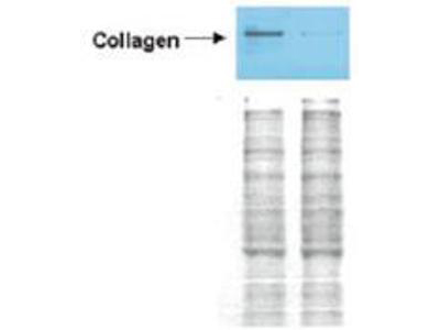 Collagen I Antibody - Anti-Collagen I Antibody - Western Blot. Western blot analysis is shown using Affinity Purified anti-Collagen I antibody to detect expression of collagen I in Wistar rat hepatic stellate cells (HSC) in control (GFP-transduced) (left lane) and PPARg-transduced cell lysates (right lane). Protein staining shown below each blot depicts equal protein loading. An equal amount of the whole cell protein (100 ug) was separated by SDS-PAGE and electroblotted to nitro-cellulose membranes. Proteins were detected by incubating the membrane with anti-Collagen I antibody at a concentration of 0.2-2 ug/10 ml in TBS (100 mM Tris-HCl, 0.15 M NaCl, pH 7.4) with 5% Non-fat milk. Detection occurred by incubation with a horseradish peroxidase-conjugated secondary antibody at 1 ug/10 ml. Proteins were detected by a chemiluminescent method using the PIERCE ECL kit (Amersham Biosciences). Other detection systems will yield similar results. See Hazra et al. (2004) for additional details. This image was taken for the unconjugated form of this product. Other forms have not been tested.