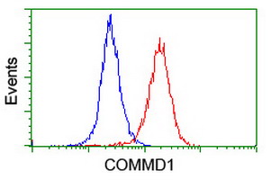 COMMD1 Antibody - Flow cytometry of HeLa cells, using anti-COMMD1 antibody (Red), compared to a nonspecific negative control antibody (Blue).