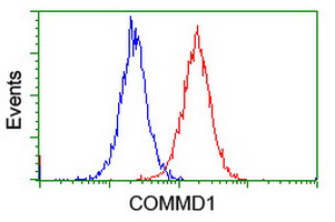 COMMD1 Antibody - Flow cytometry of Jurkat cells, using anti-COMMD1 antibody (Red), compared to a nonspecific negative control antibody (Blue).
