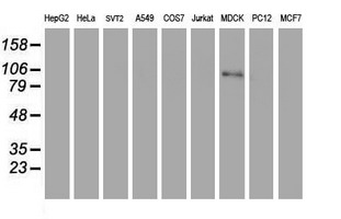Complement C1R Antibody - Western blot of extracts (35 ug) from 9 different cell lines by using g anti-C1R monoclonal antibody (HepG2: human; HeLa: human; SVT2: mouse; A549: human; COS7: monkey; Jurkat: human; MDCK: canine; PC12: rat; MCF7: human).