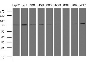 Complement C1s Antibody - Western blot of extracts (35 ug) from 9 different cell lines by using anti-C1S monoclonal antibody (HepG2: human; HeLa: human; SVT2: mouse; A549: human; COS7: monkey; Jurkat: human; MDCK: canine; PC12: rat; MCF7: human).
