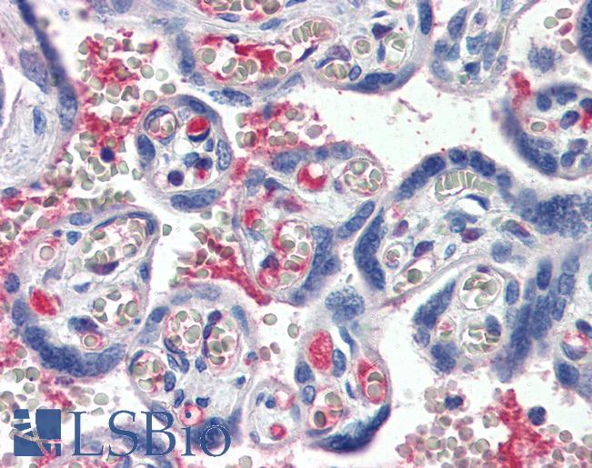Complement C1s Antibody - Anti-C1S / Complement C1s antibody IHC staining of human placenta. Immunohistochemistry of formalin-fixed, paraffin-embedded tissue after heat-induced antigen retrieval. Antibody concentration 5 ug/ml.