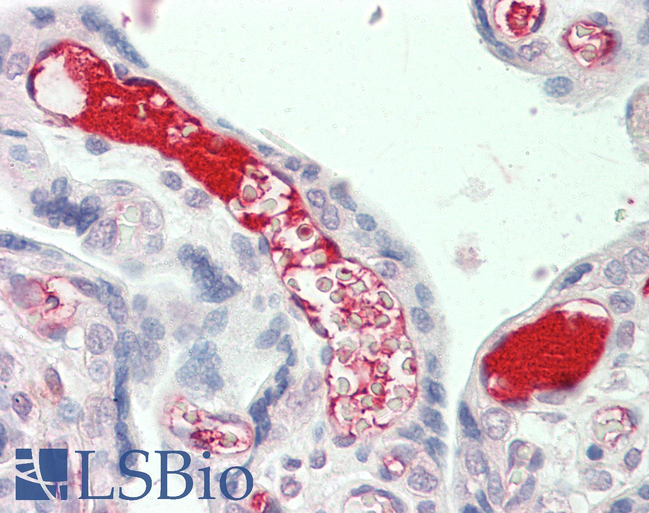 Complement C3 Antibody - Anti-Complement C3 antibody IHC staining of human placenta. Immunohistochemistry of formalin-fixed, paraffin-embedded tissue after heat-induced antigen retrieval.