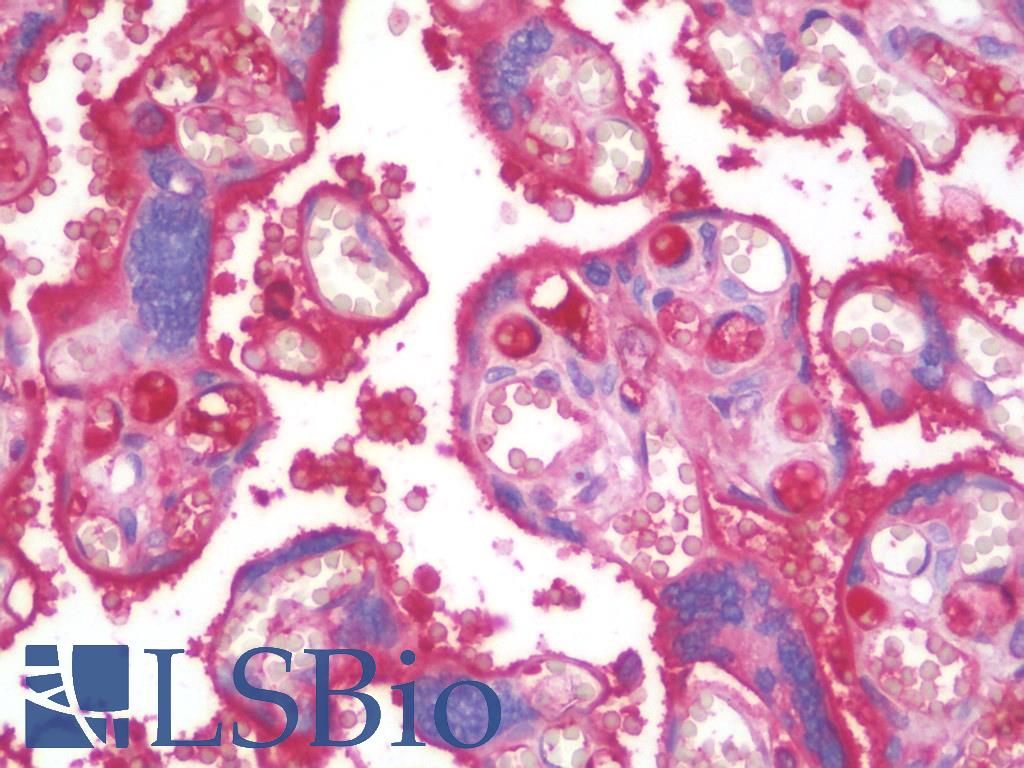 Complement C4 Antibody - Anti-Complement C4b antibody IHC staining of human placenta. Immunohistochemistry of formalin-fixed, paraffin-embedded tissue after heat-induced antigen retrieval.