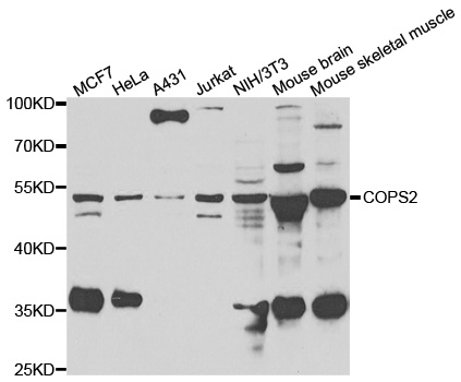 COPS2 / TRIP15 / ALIEN Antibody - Western blot analysis of extracts of various cell lines, using COPS2 antibody.