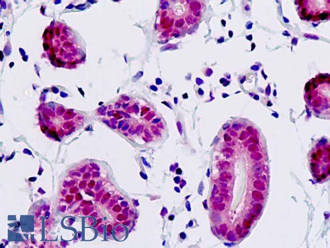 COPS3 / CSN3 Antibody - Anti-COPS3 antibody IHC staining of human breast. Immunohistochemistry of formalin-fixed, paraffin-embedded tissue after heat-induced antigen retrieval.