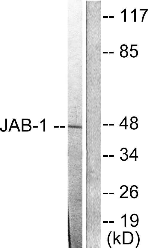COPS3 / CSN3 Antibody - Western blot analysis of lysates from LOVO cells, using JAB1 Antibody. The lane on the right is blocked with the synthesized peptide.