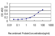 CORO1B Antibody - Detection limit for recombinant GST tagged CORO1B is approximately 0.3 ng/ml as a capture antibody.