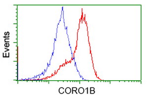 CORO1B Antibody - HEK293T cells transfected with either overexpress plasmid (Red) or empty vector control plasmid (Blue) were immunostained by anti-CORO1B antibody, and then analyzed by flow cytometry.