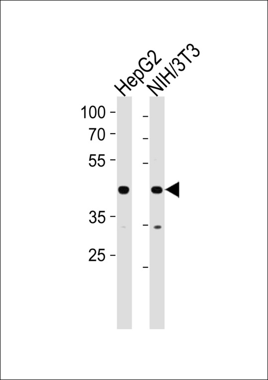 COUP-TFII / NR2F2 Antibody - NR2F2 Antibody western blot of HepG2,mouse NIH/3T3 cell line lysates (35 ug/lane). The NR2F2 antibody detected the NR2F2 protein (arrow).