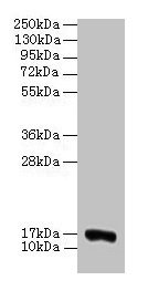 COX5A Antibody - Western blot All lanes: Cytochrome c oxidase subunit 5A, mitochondrial antibody at 2µg/ml + 293T whole cell lysate Secondary Goat polyclonal to rabbit IgG at 1/15000 dilution Predicted band size: 16.5 kDa Observed band size: 16.5 kDa