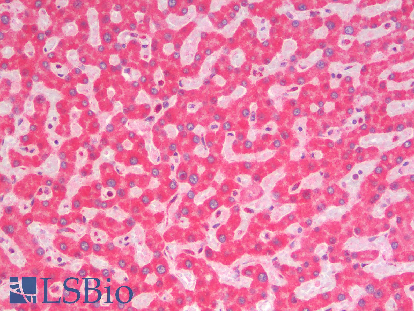 COX5B Antibody - Human Liver: Formalin-Fixed, Paraffin-Embedded (FFPE)