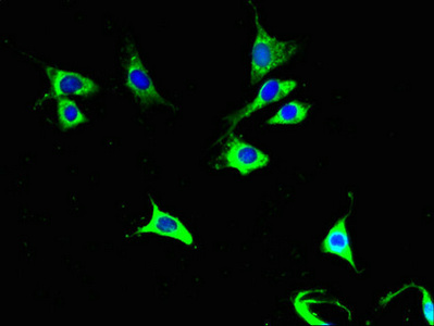 COX6A1 Antibody - Immunofluorescent analysis of NIH/3T3 cells using COX6A1 Antibody at dilution of 1:100 and Alexa Fluor 488-congugated AffiniPure Goat Anti-Rabbit IgG(H+L)
