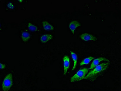 COXG / COX6B1 Antibody - Immunofluorescent analysis of A549 cells using COX6B1 Antibody at dilution of 1:100 and Alexa Fluor 488-congugated AffiniPure Goat Anti-Rabbit IgG(H+L)