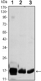 COXIV / COX4 Antibody - Western blot using COX4I1 mouse monoclonal antibody against HEK293 (1), A549 (2) and PC12 (3) cell lysate.