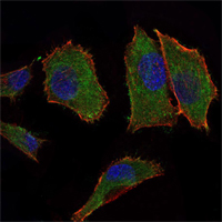 COXIV / COX4 Antibody - Immunofluorescence of PANC-1 cells using COX4I1 mouse monoclonal antibody (green). Blue: DRAQ5 fluorescent DNA dye. Red: Actin filaments have been labeled with Alexa Fluor-555 phalloidin.