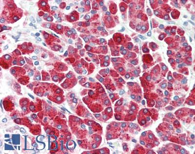 CPB / Carboxypeptidase B Antibody - Human Pancreas: Formalin-Fixed, Paraffin-Embedded (FFPE), at a concentration of 10 ug/ml