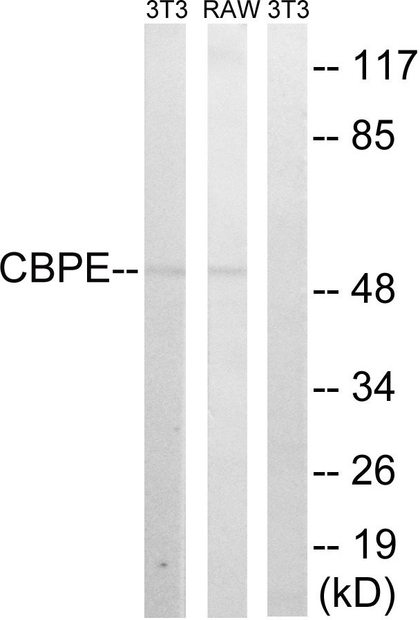CPE / Carboxypeptidase E Antibody - Western blot analysis of lysates from RAW264.7 and NIH/3T3 cells, using CPE Antibody. The lane on the right is blocked with the synthesized peptide.