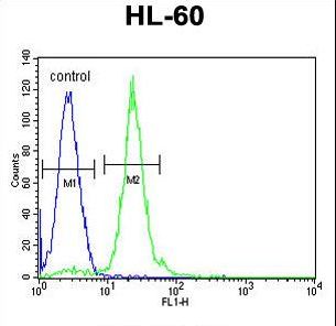 CPT1C Antibody - CPT1C Antibody flow cytometry of HL-60 cells (right histogram) compared to a negative control cell (left histogram). FITC-conjugated goat-anti-rabbit secondary antibodies were used for the analysis.
