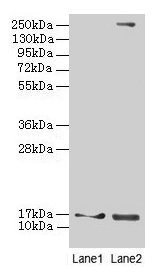 CRABP1 / CRABP Antibody - Western blot All lanes: Cellular retinoic acid-binding protein 1 antibody at 4µg/ml Lane 1: NIH/3T3 whole cell lysate Lane 2: Mouse ocular tissue Secondary Goat polyclonal to rabbit IgG at 1/10000 dilution Predicted band size: 16 kDa Observed band size: 16 kDa