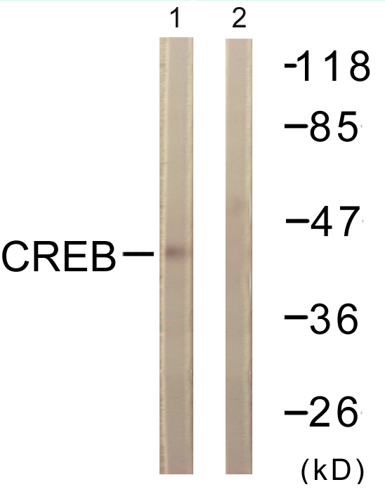 CREB1 / CREB Antibody - Western blot analysis of lysates from HeLa cells, treated with Insulin 0.01U/ml 15', using CREB Antibody. The lane on the right is blocked with the synthesized peptide.