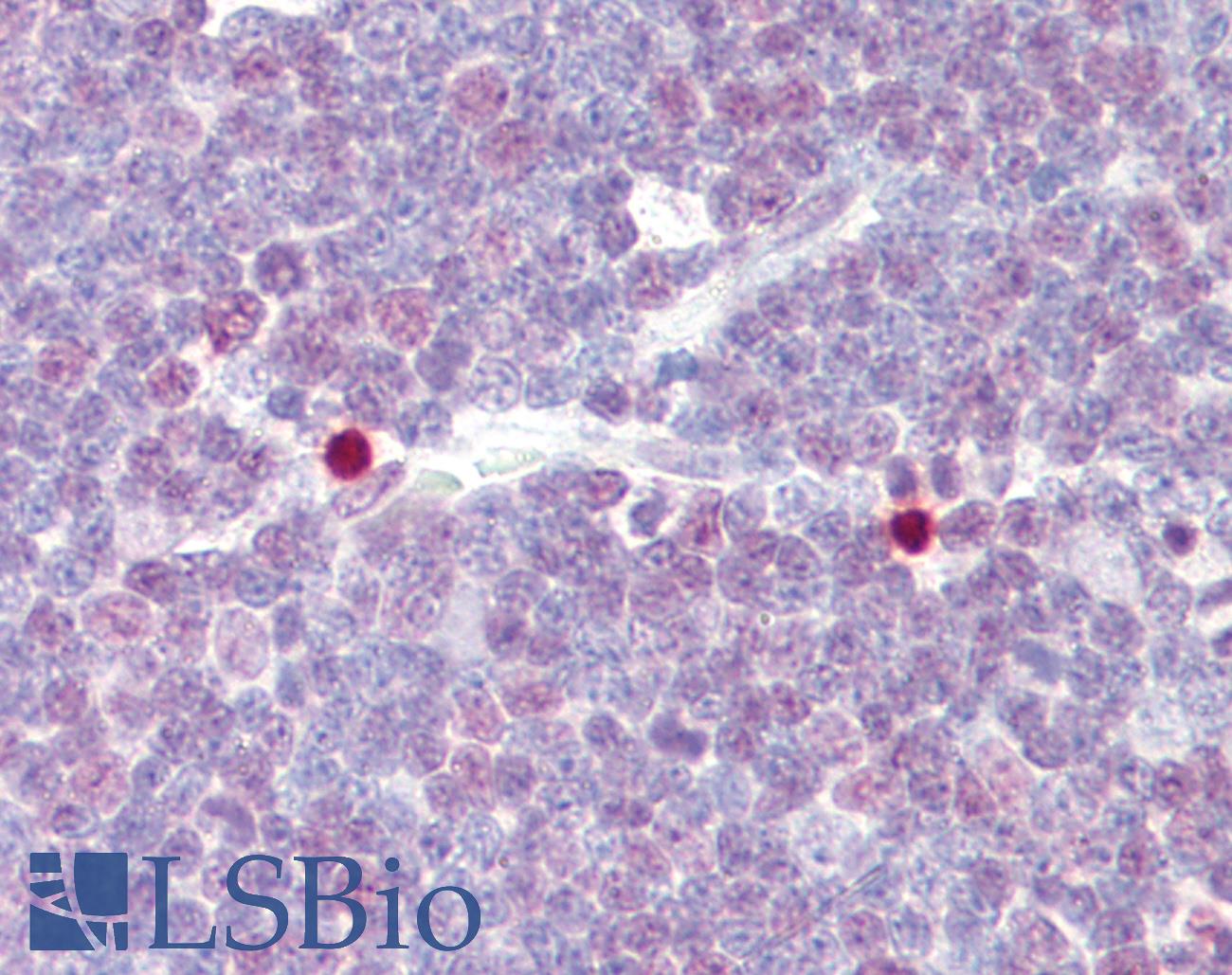 CREB1 / CREB Antibody - Anti-CREB1 / CREB antibody IHC of human thymus. Immunohistochemistry of formalin-fixed, paraffin-embedded tissue after heat-induced antigen retrieval. Antibody dilution 1:100.