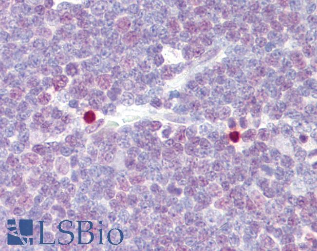 CREB1 / CREB Antibody - Anti-CREB1 / CREB antibody IHC of human thymus. Immunohistochemistry of formalin-fixed, paraffin-embedded tissue after heat-induced antigen retrieval. Antibody dilution 1:100.