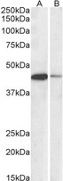 CREB1 / CREB Antibody - Goat Anti-CREB1 (aa96-109) Antibody (0.1µg/ml) staining of Jurkat (A) and NIH3T3 (B) nuclear lysates (35µg protein in RIPA buffer). Primary incubation was 1 hour. Detected by chemiluminescencence.