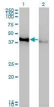 CREB1 / CREB Antibody - Western blot of CREB1 expression in transfected 293T cell line. Lane 1: CREB1 transfected lysate (37 KDa). Lane 2: Non-transfected lysate.