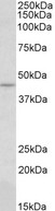 CREB3 / LZIP Antibody - CREB3 antibody (0.3 ug/ml) staining of HepG2 lysate (35 ug protein in RIPA buffer). Primary incubation was 1 hour. Detected by chemiluminescence.