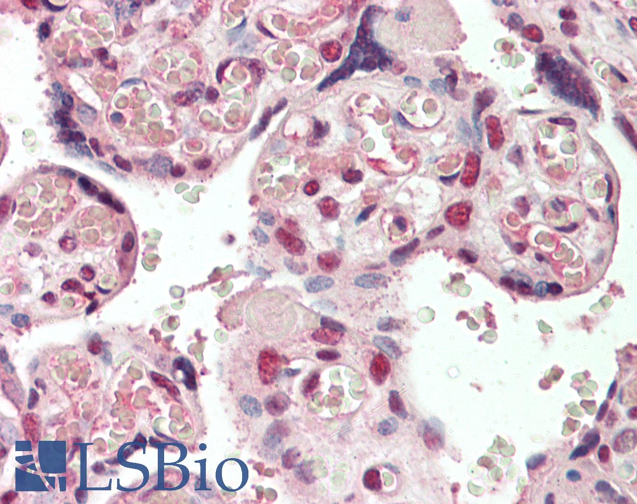 CREB3L2 / BBF2H7 Antibody - Anti-CREB3L2 / BBF2H7 antibody IHC staining of human placenta. Immunohistochemistry of formalin-fixed, paraffin-embedded tissue after heat-induced antigen retrieval. Antibody concentration 5 ug/ml.