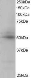 CREB3L4 / AIBZIP Antibody - Antibody staining (0.5 ug/ml) of Human Placenta lysate (RIPA buffer, 35 ug total protein per lane). Primary incubated for 1 hour. Detected by Western blot of chemiluminescence.