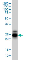 CREG / CREG1 Antibody - Western blot of CREG1 expression in HL-60.
