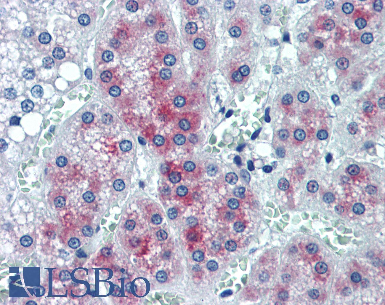 CREG / CREG1 Antibody - Anti-CREG1 / CREG antibody IHC of human adrenal. Immunohistochemistry of formalin-fixed, paraffin-embedded tissue after heat-induced antigen retrieval. Antibody concentration 10 ug/ml.