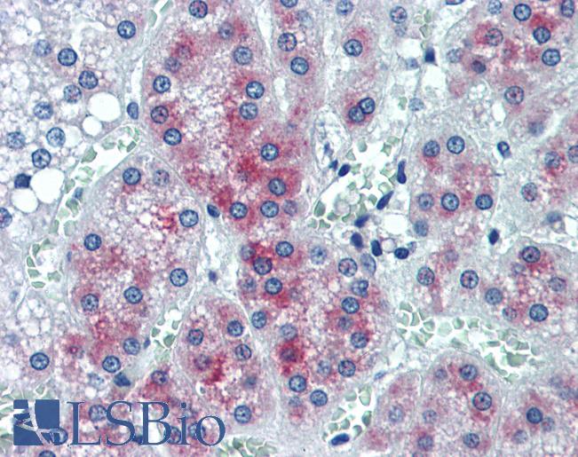 CREG / CREG1 Antibody - Anti-CREG1 / CREG antibody IHC of human adrenal. Immunohistochemistry of formalin-fixed, paraffin-embedded tissue after heat-induced antigen retrieval. Antibody concentration 10 ug/ml.
