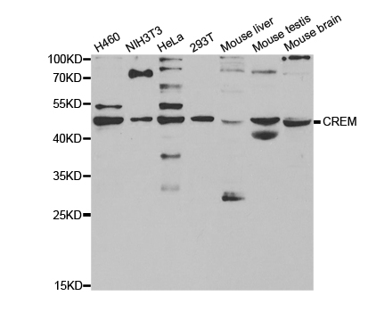 CREM / ICER Antibody - Western blot analysis of extracts of various cell lines, using CREM antibody.