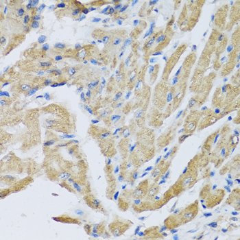 CRHBP Antibody - Immunohistochemistry of paraffin-embedded mouse heart, at a dilution of 1:100.