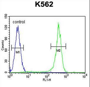 CRHR2 / CRF2 Receptor Antibody - CRFR2 Antibody (D35) flow cytometry of K562 cells (right histogram) compared to a negative control cell (left histogram). FITC-conjugated goat-anti-rabbit secondary antibodies were used for the analysis.