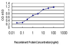 CRIM1 Antibody - Detection limit for recombinant GST tagged CRIM1 is approximately 0.03 ng/ml as a capture antibody.