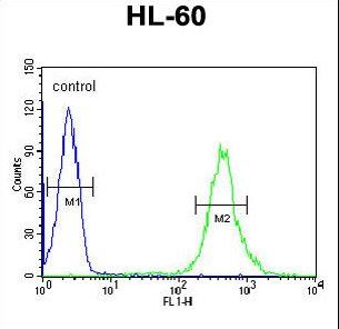 CRIP1 Antibody - CRIP1 Antibody flow cytometry of HL-60 cells (right histogram) compared to a negative control cell (left histogram). FITC-conjugated goat-anti-rabbit secondary antibodies were used for the analysis.