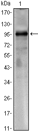 CRTC1 / MECT1 / TORC1 Antibody - Western blot using CRTC1 mouse monoclonal antibody against CRTC1(AA: 1-353)-hIgGFc transfected HEK293 cell lysate.