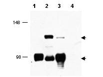 CRTC1 / MECT1 / TORC1 Antibody - Anti-MECT2 Antibody - Western Blot. Western blot of affinity purified anti-MECT2 antibody shows detection of MECT2 (lower arrowhead) and MECT2: MAML2 fusion protein (top arrowhead) in cell lysates. Lane 1 contains lysate from cells expressing MECT2 only. Lane 2 contains lysate from cells transfected with fusion protein. Lane 3 contains lysate from cells strongly expressing MECT2 and weakly expressing the fusion protein. Lane 4 contains lysate from control cells. After SDS-PAGE and transfer, the membrane was probed with the primary antibody diluted to 1:1000. Personal Communication, Frederick Kaye, CCR-NCI, Bethesda, MD.
