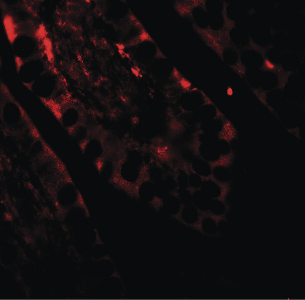 CRTC2 / TORC2 Antibody - Immunofluorescence of CRTC2 in human small intestine tissue with CRTC2 antibody at 20 ug/ml.