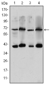 CRTC3 Antibody - Western blot using CRTC3 mouse monoclonal antibody against HeLa (1), Jurkat (2), Cos7 (3) and MCF-7 (4) cell lysate.