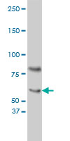 CRY1 Antibody - CRY1 monoclonal antibody, clone 4H4-1C4 Western blot of CRY1 expression in HeLa nuclear extract..